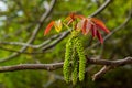 Walnut twig in spring, Walnut tree leaves and catkins close up. Walnut tree blooms, young leaves of the tree in the spring season Royalty Free Stock Photo