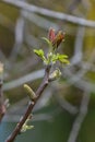 Walnut twig in spring, Walnut tree leaves and catkins close up. Walnut tree blooms, young leaves of the tree in the spring season Royalty Free Stock Photo