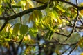 Walnut twig in spring, Walnut tree leaves and catkins close up. Walnut tree blooms, young leaves of the tree in the spring season Royalty Free Stock Photo