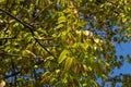 Walnut twig in spring, Walnut tree leaves and catkins close up. Walnut tree blooms, young leaves of the tree in the spring season Royalty Free Stock Photo