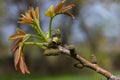 Walnut twig in spring, Walnut tree leaves and catkins close up. Walnut tree blooms, young leaves of the tree in the spring season Royalty Free Stock Photo