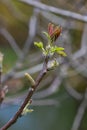 Walnut twig in spring, Walnut tree leaves and catkins close up. Walnut tree blooms, young leaves of the tree in the spring season Royalty Free Stock Photo