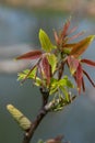 Walnut twig in spring, Walnut tree leaves and catkins close up. Walnut tree blooms, young leaves of the tree in the spring season Royalty Free Stock Photo