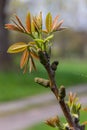 Walnut twig in spring, Walnut tree leaves and catkins close up. Walnut tree blooms, young leaves of the tree in the spring season Royalty Free Stock Photo