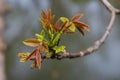 Walnut twig in spring, Walnut tree leaves and catkins close up. Walnut tree blooms, young leaves of the tree in the spring season Royalty Free Stock Photo