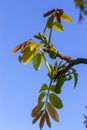 Walnut twig in spring, Walnut tree leaves and catkins close up. Walnut tree blooms, young leaves of the tree in the spring season Royalty Free Stock Photo