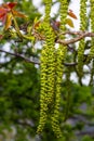Walnut twig in spring, Walnut tree leaves and catkins close up. Walnut tree blooms, young leaves of the tree in the spring season Royalty Free Stock Photo