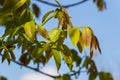 Walnut twig in spring, Walnut tree leaves and catkins close up. Walnut tree blooms, young leaves of the tree in the spring season Royalty Free Stock Photo