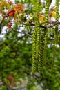 Walnut twig in spring, Walnut tree leaves and catkins close up. Walnut tree blooms, young leaves of the tree in the spring season Royalty Free Stock Photo