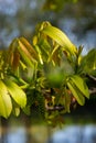 Walnut twig in spring, Walnut tree leaves and catkins close up. Walnut tree blooms, young leaves of the tree in the spring season Royalty Free Stock Photo