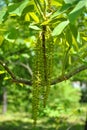 Walnut twig with yellow-green male catkins close up detail, bright green spring leaves