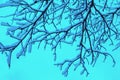 Walnut twigs covered with snow on blue background Royalty Free Stock Photo