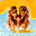 Walnut vector background