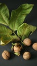 Walnut, walnuts in shell, brown, fresh walnut, diet