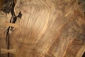 Walnut wood grain with dovetail Royalty Free Stock Photo