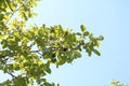 Walnut (Juglans regia)