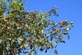 Walnut (Juglans regia)