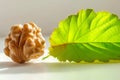 A walnutnut and leaf side by side, parkinson nutrition and diet image Royalty Free Stock Photo