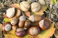 Walnuts, acorns, almonds, hazelnuts and chestnuts in color autumn leaves