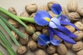 Walnuts and blue wild iris Royalty Free Stock Photo