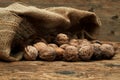 Walnuts in a burlap bag Royalty Free Stock Photo