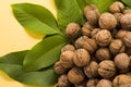 Walnut near a surrounded by green leaves Royalty Free Stock Photo