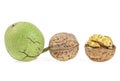 Walnuts and cracked walnut isolated on white background Royalty Free Stock Photo