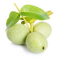 Walnuts green close-up isolated on a white background