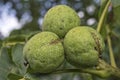 Walnuts with green husk on tree branch