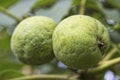 Walnuts with green husk on tree branch