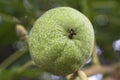 Walnuts with green husk on tree branch