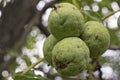 Walnuts with green husk on tree branch Royalty Free Stock Photo