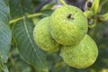 Walnuts with green husk on tree branch Royalty Free Stock Photo