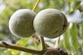 Walnuts with green husk on tree branch Royalty Free Stock Photo
