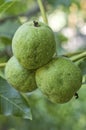 Walnuts with green husk on tree branch