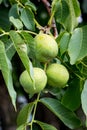 Walnuts in green shells ripen on a tree_ Royalty Free Stock Photo