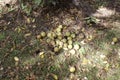 Walnuts on the Ground Royalty Free Stock Photo