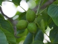 Walnuts growing in its baina until september, lerida, spain, europe