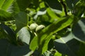 Walnuts Growing on a Tree