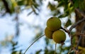 Walnuts growing on a tree in Missouri Royalty Free Stock Photo
