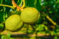 Walnuts growing on the tree