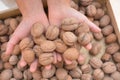 Walnuts and hands agricolture nature work Royalty Free Stock Photo