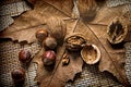 Walnuts and hazelnuts on a dry leaf Royalty Free Stock Photo