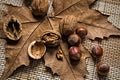 Walnuts and hazelnuts Royalty Free Stock Photo