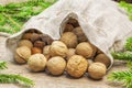 Walnuts with hazelnuts in linen bag with fir branches around Royalty Free Stock Photo