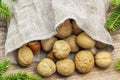 Walnuts with hazelnuts in linen bag with fir branches around