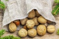 Walnuts with hazelnuts in linen bag with fir branches around Royalty Free Stock Photo