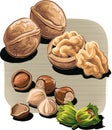 Walnuts and hazelnuts