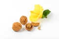Walnuts and hibiscus flower Royalty Free Stock Photo