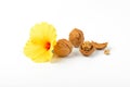 Walnuts and hibiscus flower Royalty Free Stock Photo